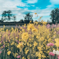 A field with picturesque flowers