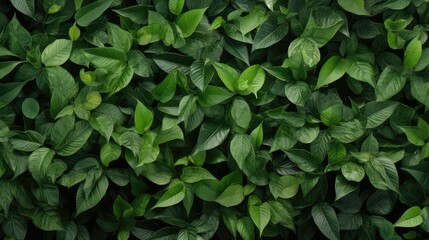 Fototapeta premium canopy leaves top view