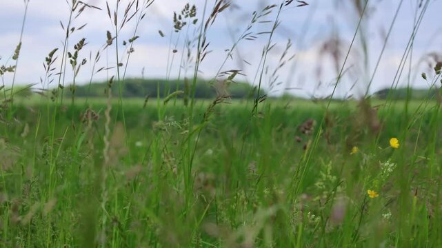 Wild Grass Swaing Close-Up With Agricultural Field In The Background