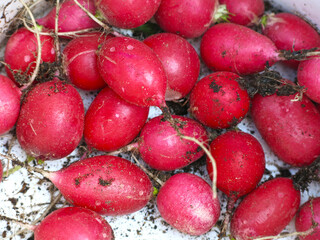 harvested red radishes in a bucket