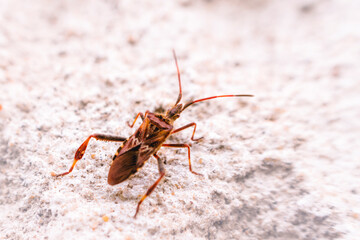 Invasive Western conifer seed bug on white