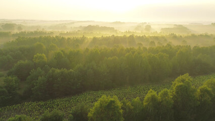 Mystical autumn forest in dense morning mist