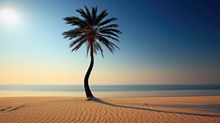 sand black palm tree