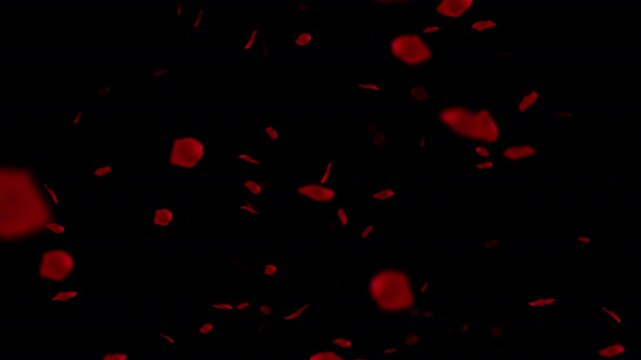 Red falling rose petals on black