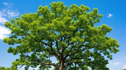 Fototapeta premium nature black walnut