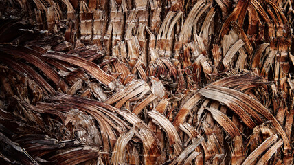 Natural wooden tree pattern and texture in nature. Tree detail