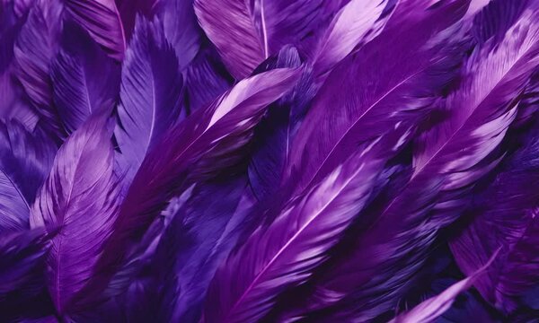 purple feathers background