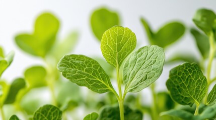 Close-up of fresh green leaves showcasing vibrant plant growth and vitality.