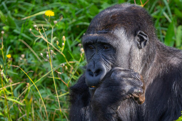 Adult gorilla eating leaves from a tree. Great primates. Endangered animals. Close-up of a gorilla. Large apes.