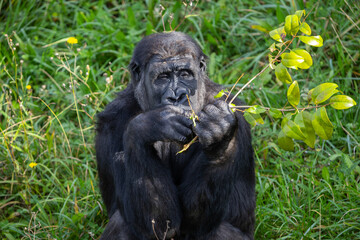 Adult gorilla eating leaves from a tree. Great primates. Endangered animals. Close-up of a gorilla. Large apes.