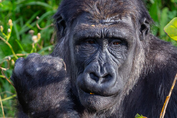 Adult gorilla eating leaves from a tree. Great primates. Endangered animals. Close-up of a gorilla. Large apes.