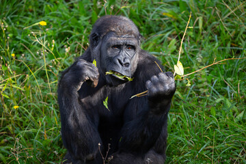 Adult gorilla eating leaves from a tree. Great primates. Endangered animals. Close-up of a gorilla. Large apes.