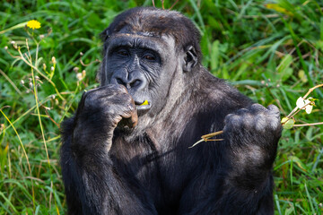 Adult gorilla eating leaves from a tree. Great primates. Endangered animals. Close-up of a gorilla. Large apes.