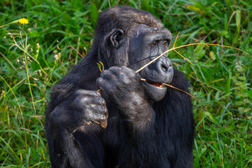 Adult gorilla eating leaves from a tree. Great primates. Endangered animals. Close-up of a gorilla. Large apes.