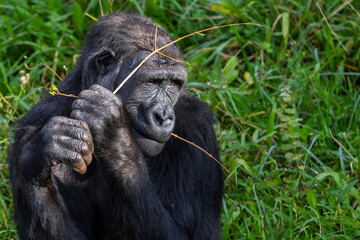 Adult gorilla eating leaves from a tree. Great primates. Endangered animals. Close-up of a gorilla. Large apes.