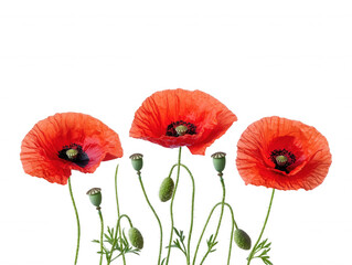 Obraz premium Three Vivid Red Poppies, Remembrance Day Blooms, Floral Beauty