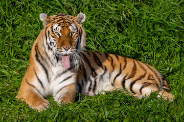 Adult tiger resting on the grass. Close-up of a tiger. Large predators. Wild animals in the wild.
