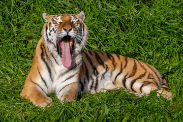 Adult tiger resting on the grass. Close-up of a tiger. Large predators. Wild animals in the wild.