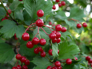 juicy red viburnum berries hang in clusters on a tree