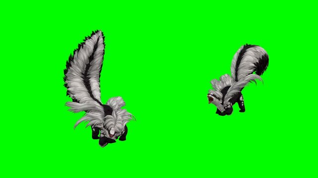 ANIMAL.SKUNKS. 4K. TIME- 59 seconds.