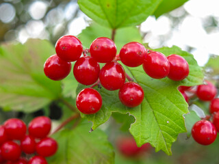 juicy red viburnum berries hang in clusters on a tree