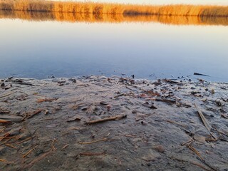 river bank, calm water, yellow reeds