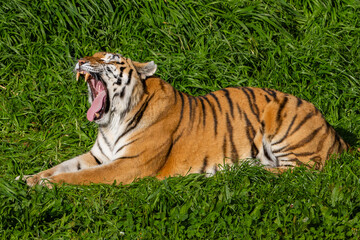 Adult tiger resting on the grass. Close-up of a tiger. Large predators. Wild animals in the wild.
