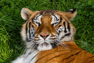 Adult tiger resting on the grass. Close-up of a tiger. Large predators. Wild animals in the wild.
