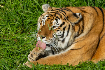 Adult tiger resting on the grass. Close-up of a tiger. Large predators. Wild animals in the wild.