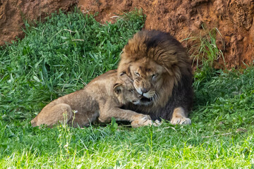 Adult lion plays with a cub on the grass. The king of the jungle. Lions in freedom. Wild animals. Large predators.