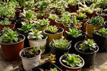 Cute tiny potted succulent plants, high angle view