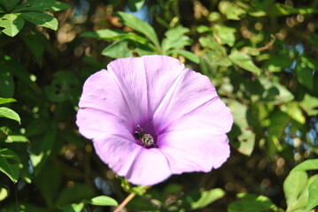 Blue hibiscus flowers are blooming