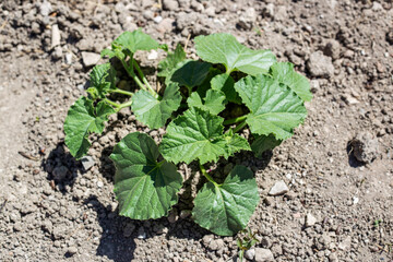 Young green melon plant growing on the ground in the garden.
