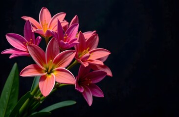 Fototapeta premium Dark lilies on a black background. Space for text