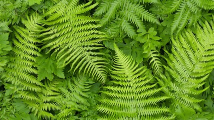 Obraz premium Lush Green Ferns Creating a Serene Natural Environment
