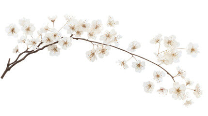 Rosa branch in bloom transparent background