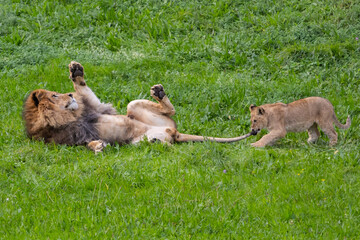 Adult lion plays with a cub on the grass. The king of the jungle. Lions in freedom. Wild animals. Large predators.