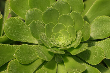Close up of Beuatiful Aeonium arborescens rosette flower plant, succulent crassulaceae full of drops