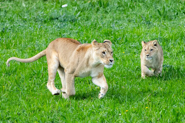Adult lion plays with a cub on the grass. The king of the jungle. Lions in freedom. Wild animals. Large predators.