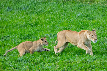Adult lion plays with a cub on the grass. The king of the jungle. Lions in freedom. Wild animals. Large predators.