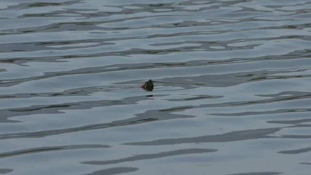Tortuga de orejas rojas Trachemys scripta elegans, especie ex&oacute;tica invasora en espa&ntilde;a, asoma la cabeza en el pantano de Beniarres, Espa&ntilde;a