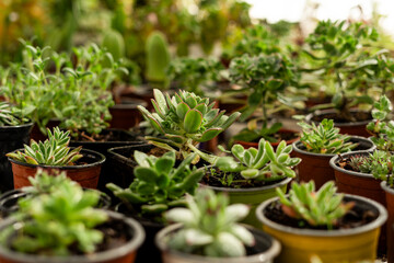 Potted small succulent plants, close up shot