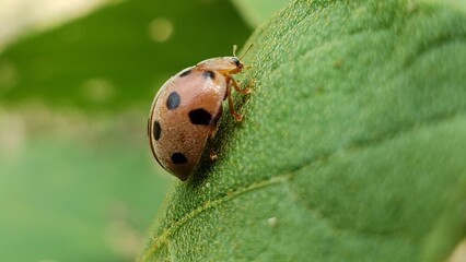 A Ladybug Resting on a Green Leaf