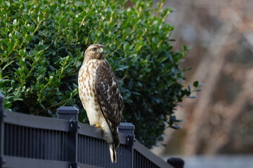 Cooper hawk perched on black fence against blurry background. 