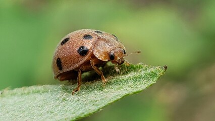 Close-up of a Brown and Black Spotted Ladybug on a Leaf