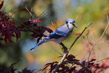 Blue jay perched in tree on sunny day blurry background. 
