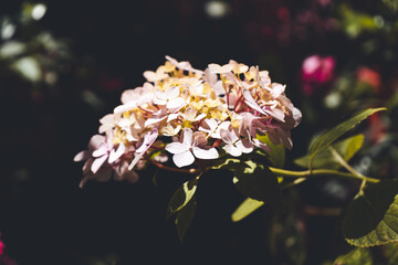 Hydrangea macrophylla