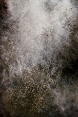 mold