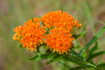 closeup of orange butterfly weed wildflower