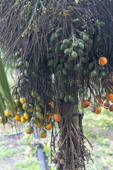 the fruit of  the Betel nuts. Betel nuts, also known as areca nuts, are the fruit of the areca palm. Betel nuts are chewed and have cultural significance in many places